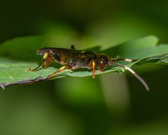 Ichneumon ultimus