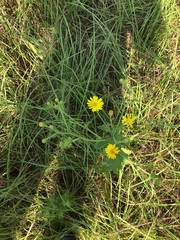 Heterotheca subaxillaris