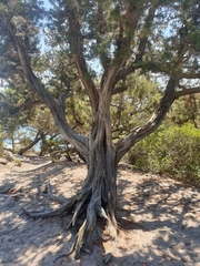 Juniperus turbinata
