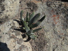 Crassula nudicaulis