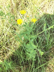 Heterotheca subaxillaris