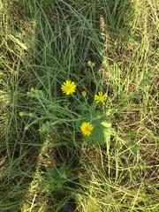 Heterotheca subaxillaris