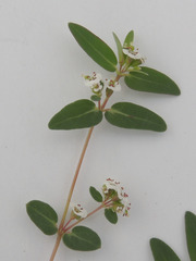 Euphorbia capitellata