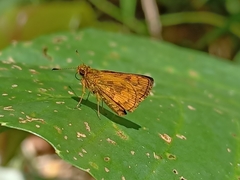 Taractrocera archias