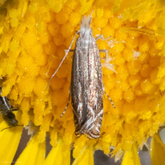 Isophrictis magnella