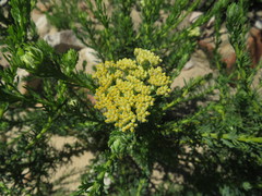 Hymenolepis