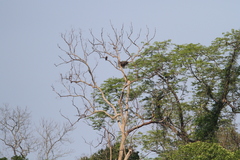 Haliaeetus leucoryphus