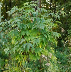 Sambucus kamtschatica