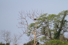 Haliaeetus leucoryphus