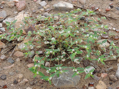 Euphorbia capitellata