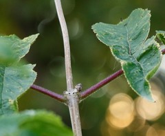 Sambucus kamtschatica