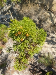Juniperus phoenicea