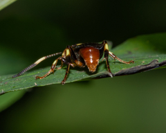 Ichneumon ultimus