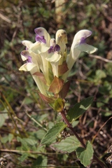 Scutellaria supina