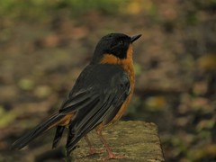 Cossypha dichroa dichroa