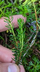 Exobasidium phyllodoces