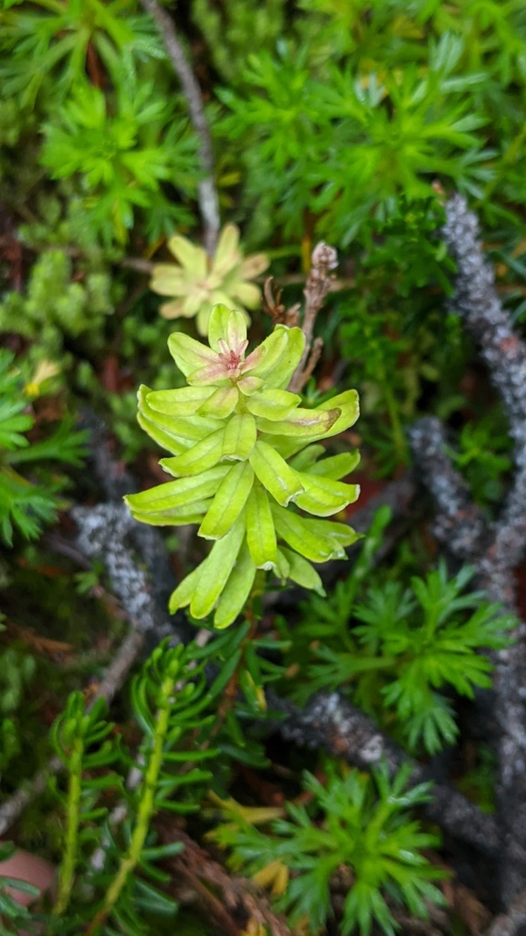 Exobasidium phyllodoces