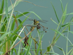 Sinictinogomphus clavatus
