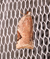 Meritastis ursina