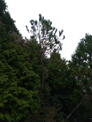 Pinus taiwanensis