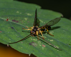 Colpotrochia trifasciata