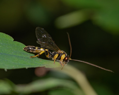 Colpotrochia trifasciata