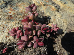 Crassula atropurpurea