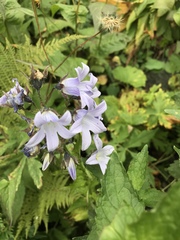 Campanula lactiflora