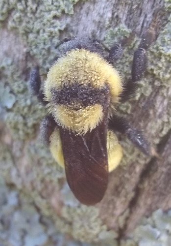 Golden Northern Bumble Bee photographed in West Virginia