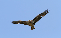 Haliaeetus leucoryphus