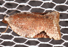 Meritastis ursina