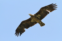 Haliaeetus leucoryphus