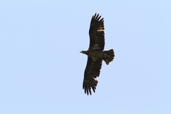Haliaeetus leucoryphus