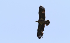 Haliaeetus leucoryphus
