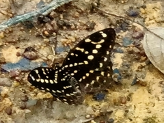 Lexias canescens pardalina