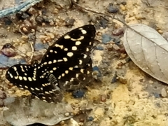 Lexias canescens pardalina