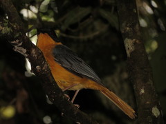 Cossypha dichroa dichroa