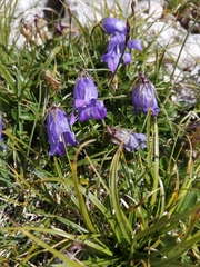 Campanula saxifraga