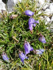 Campanula saxifraga