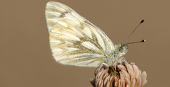 Pontia occidentalis