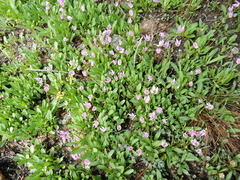 Primula subalpina