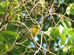 Phylloscopus ruficapilla voelckeri