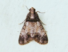 Salma melapastalis