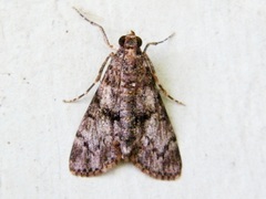 Salma melapastalis