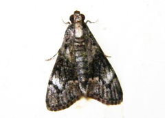 Salma melapastalis