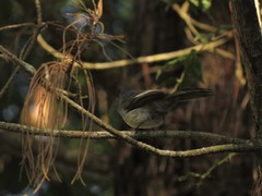 Trochocercus cyanomelas cyanomelas