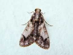 Salma melapastalis