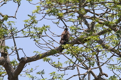 Haliaeetus leucoryphus