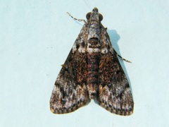 Salma melapastalis
