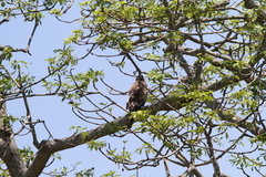 Haliaeetus leucoryphus